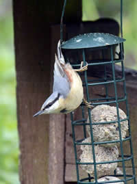 Goldfinches Feeding