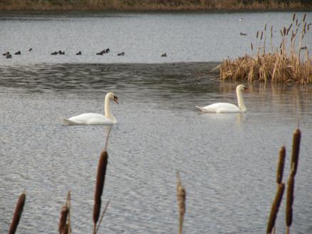 swans on Woodend Loch